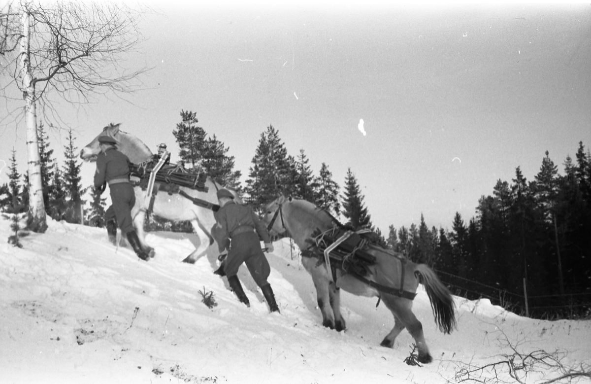 Hester med kløv på vinterføre. Fire bilder fra Hærens Hesteskole på Starum i Østre Toten, november/desember 1952.