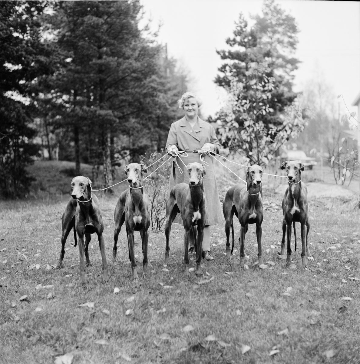 "5 stycken hundar hos fru Eriksson", Uppland 1962