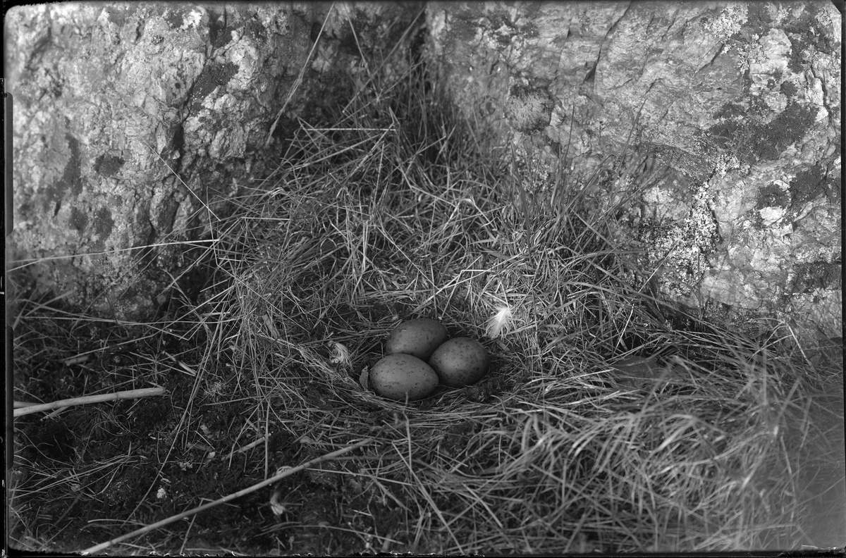 Ett trutbo med tre ägg i.