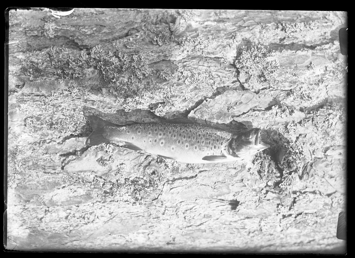 En fisk, möjligen en öring, på en klipphäll. I fotografens egna anteckningar står det: "3 plåtar från Floda"