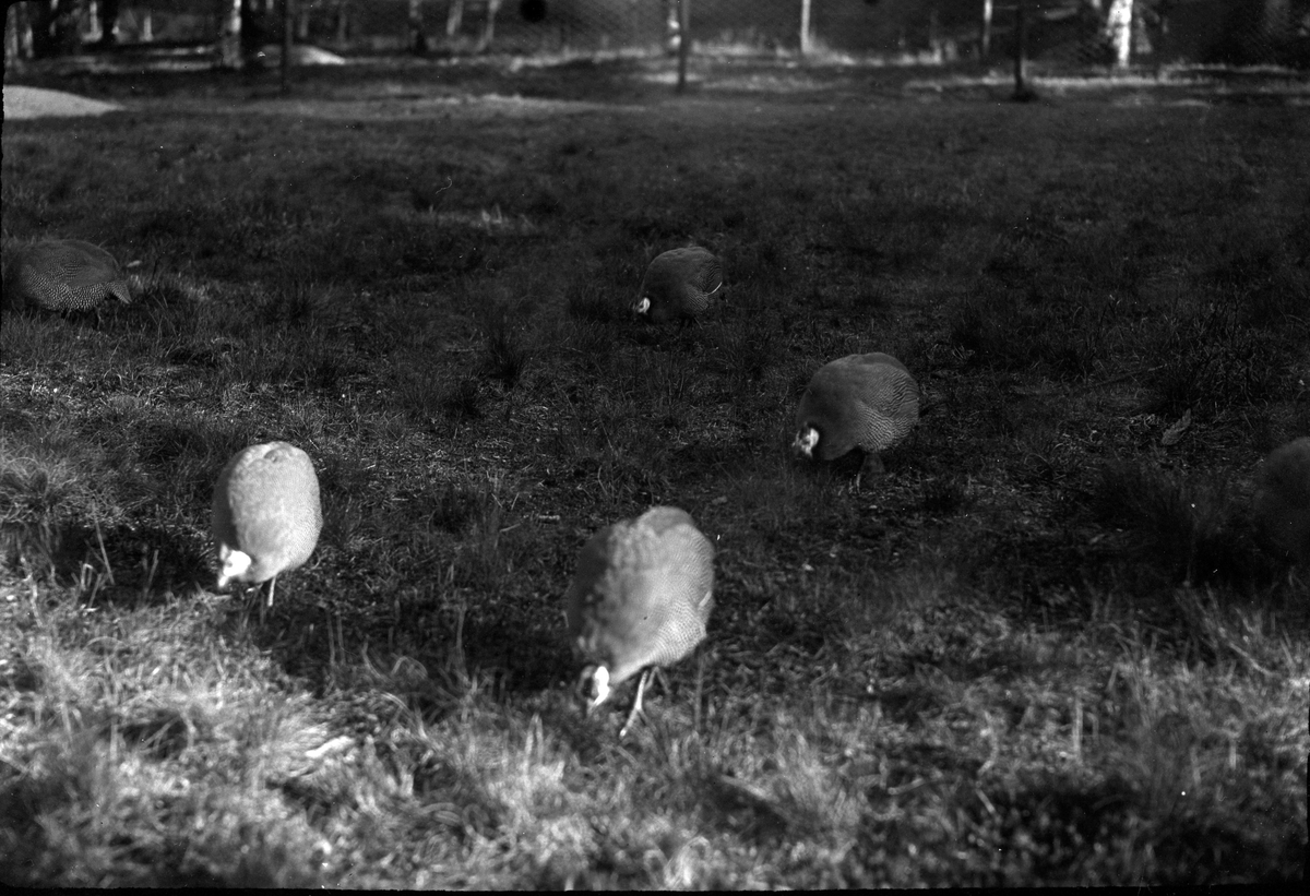Fem pärlhöns på en gräsmatta.