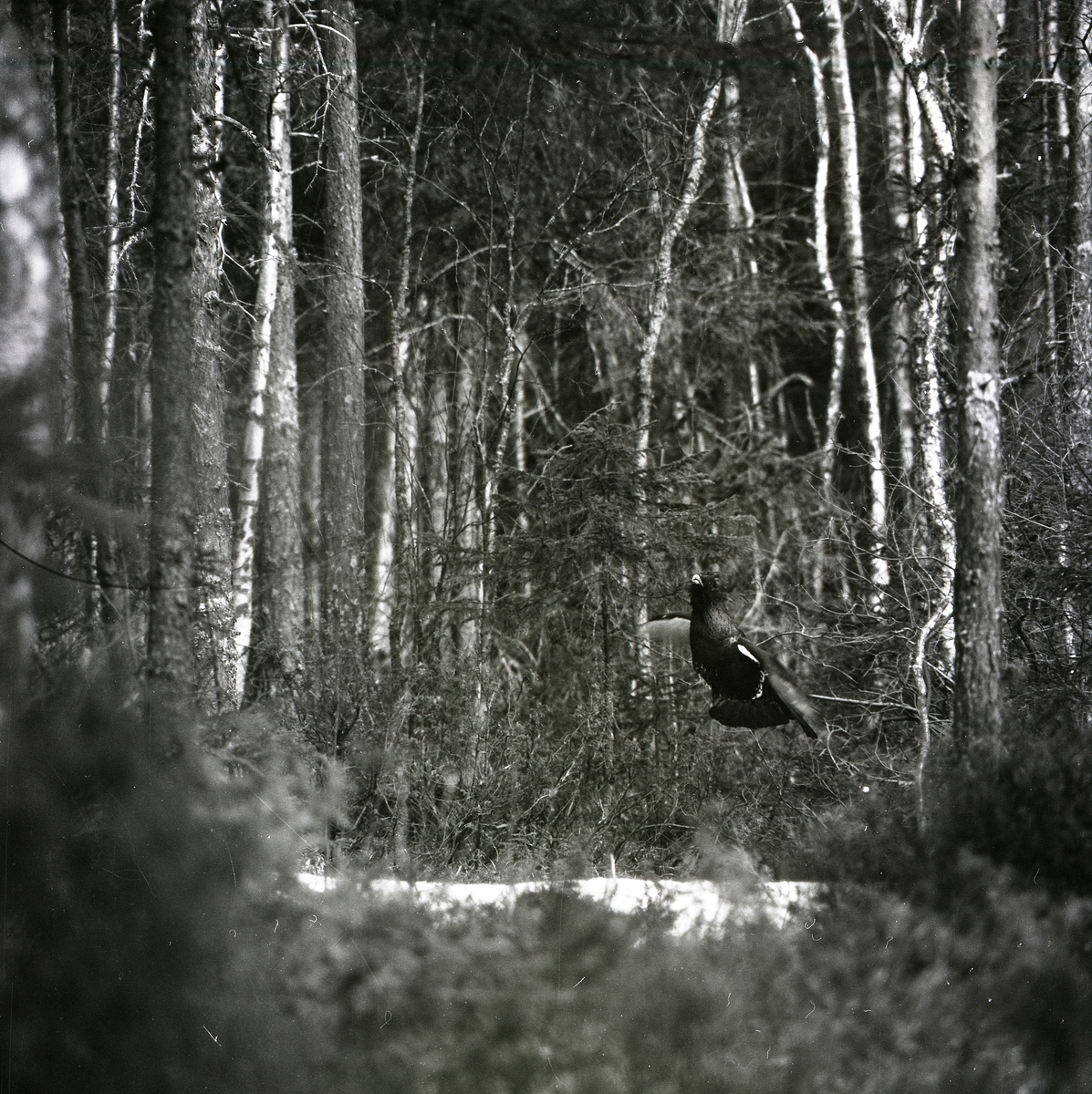 I snårig skog spelar en tjädertupp vid Häggtjärn i april 1976.