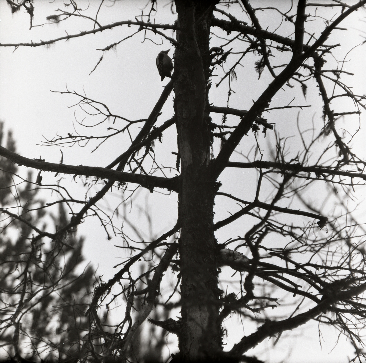 En större hackspett sitter i ett grenigt träd den 1 april 1956.