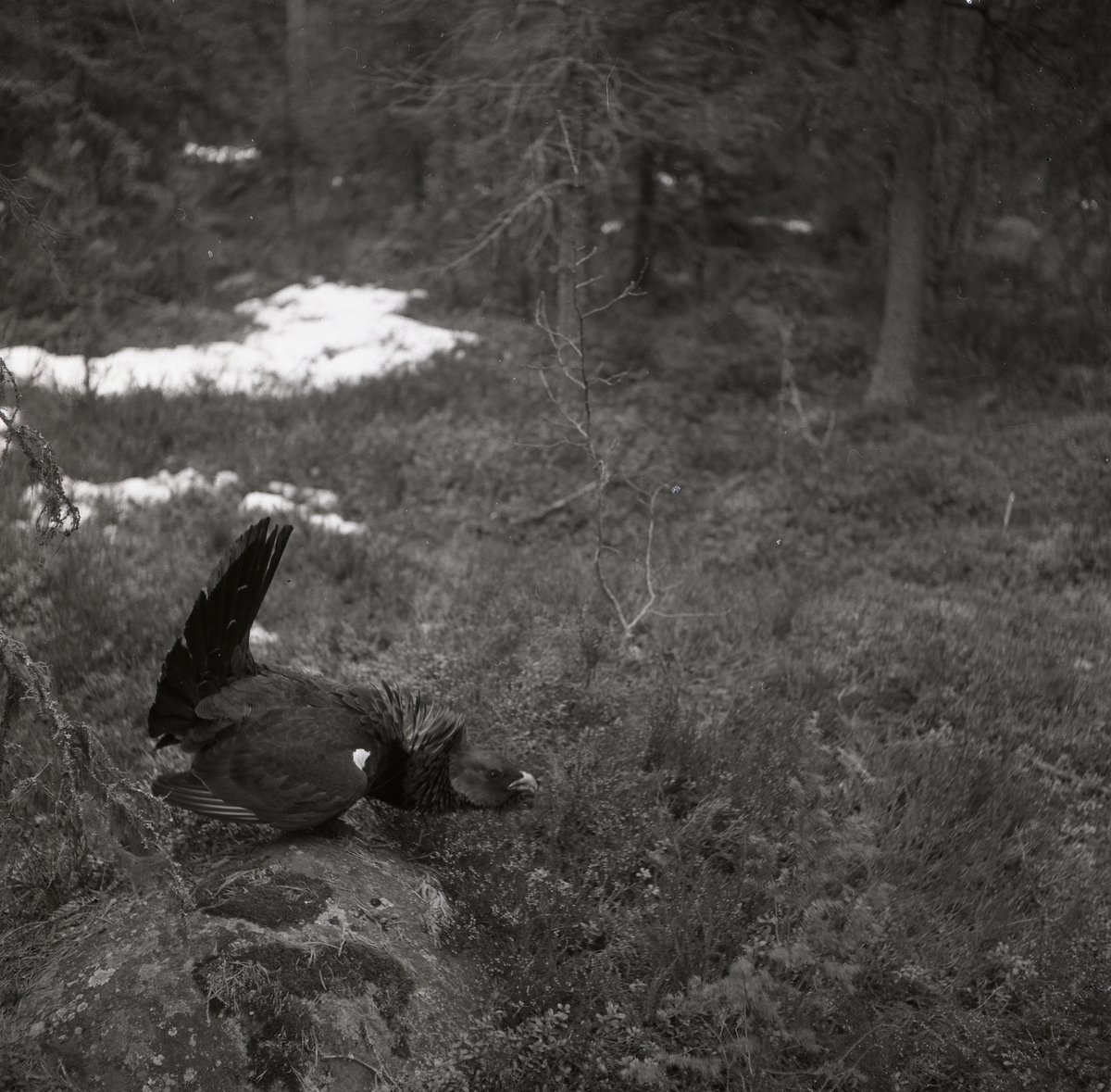 En tjäder med utspärrade stjärtfjädrar som står på en sten i en barrskog 1954.