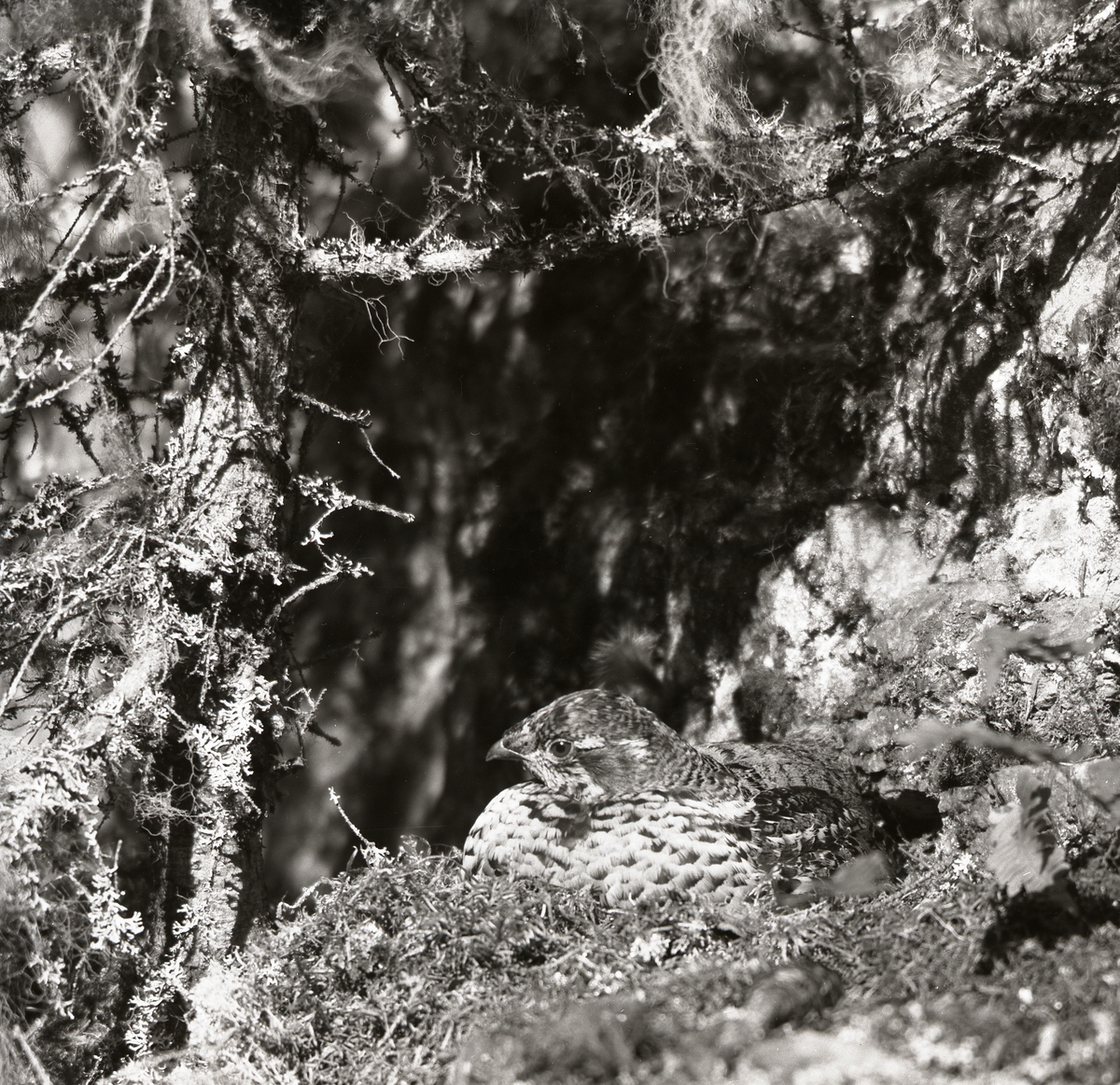 Ruvnde Järpe ligger i boet blad grenar med skägglav, 25 maj 1954.