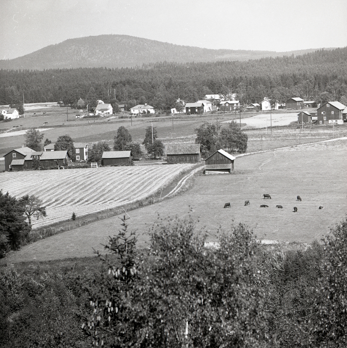 Landskapsbild med jordbruksgårdar och en flock betande kor i förgrunden, 1967-68.