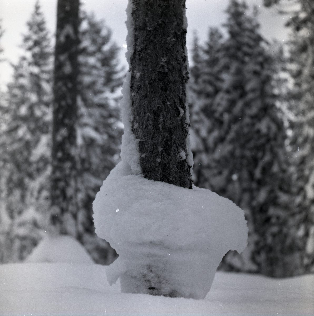 Snön har börjat smälta, men detta syns dock inte på träden där det bildats "kragar" av snö srunt stammarna, 23 december 1955.