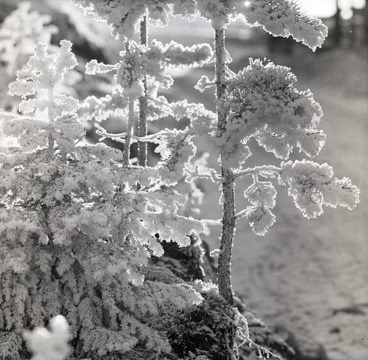 Små tallar med rimfrost, 27 oktober 1956.