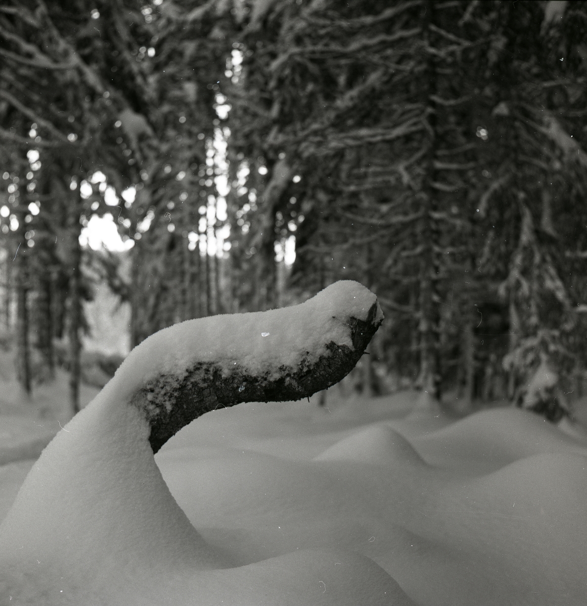 Snötäckt rot, i bakgrunden syns också snötäckta granbuskar, december 1959.