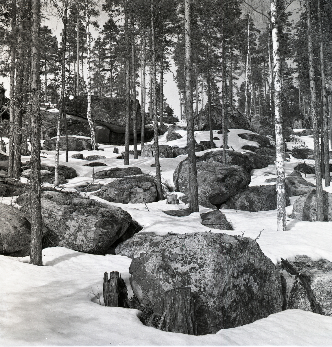Stenar och tallar på en kulle, delvis täckta av borttinande snö vid Hagberget, april 1951.