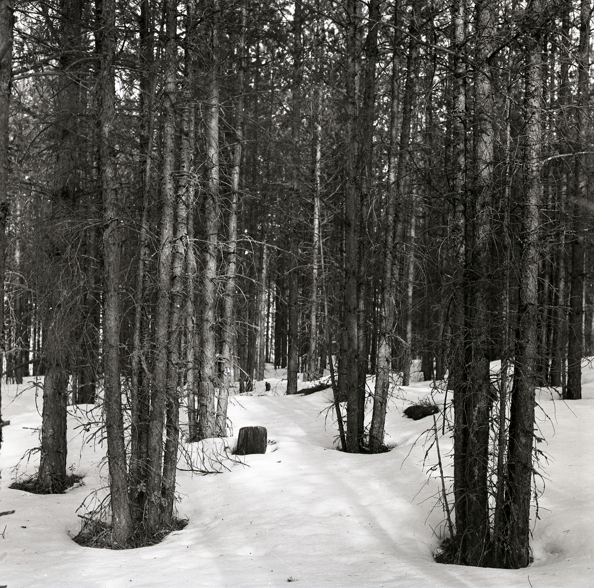 Träd planterade i grupper, Trönö 6 april 1960.