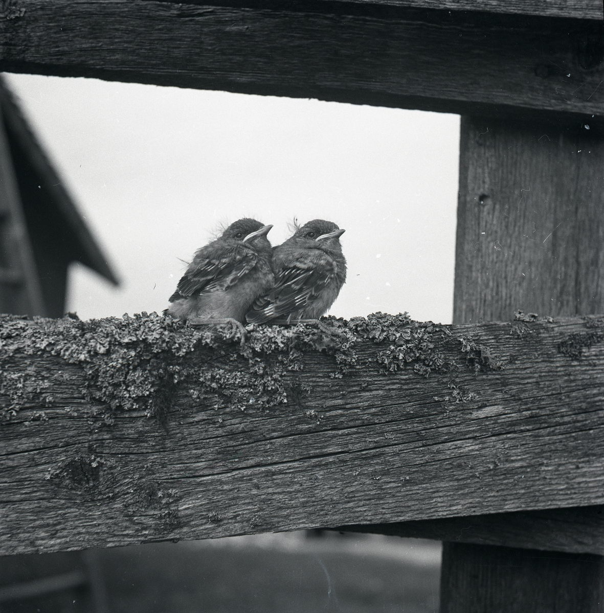 Två stenskvättor sitter på ett plank, 1948.