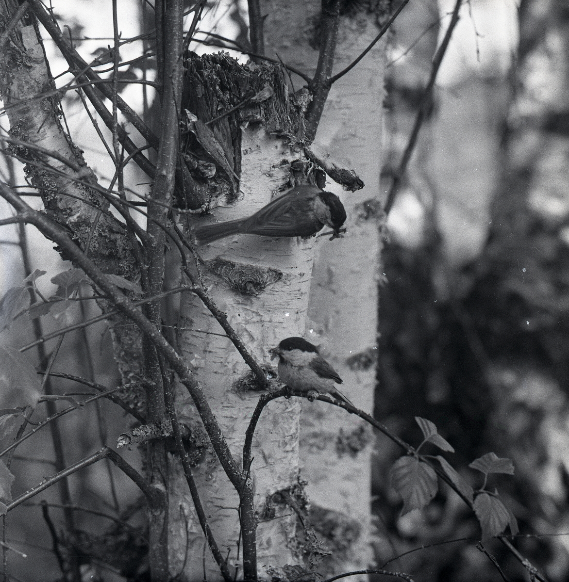 Två talltitor sitter på varsin gren på en stubbe i Fjällmyran den 22 juni 1958.