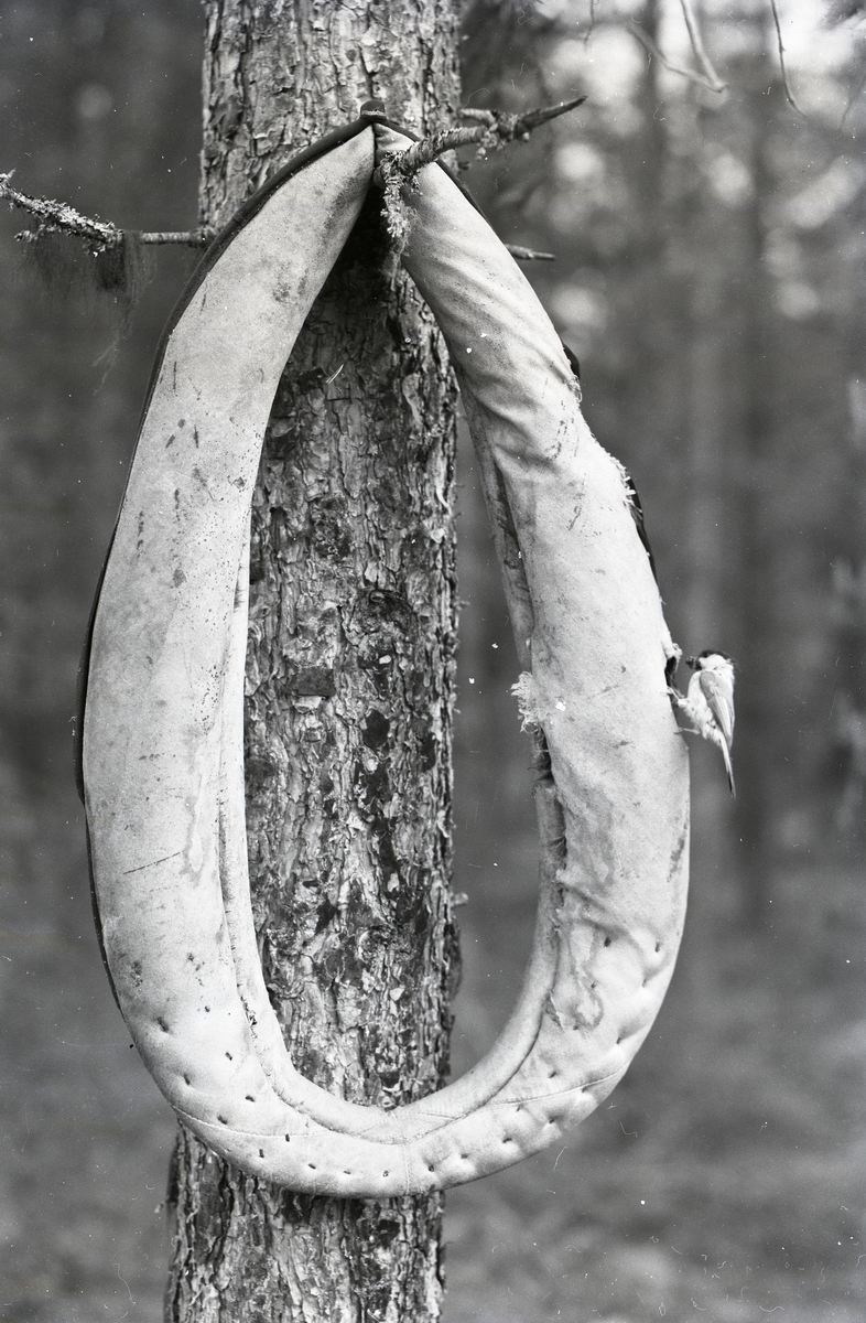 En talltita sitter på ett selföremål hängandes på ett träd den 13 juni 1954.