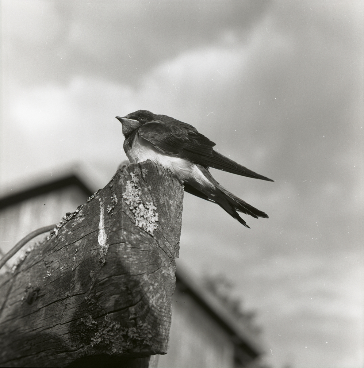 En ladusvala sitter på en stock, 1962.