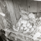 Ett starbo med fågelägg ligger i en fågelholk, våren 1961.