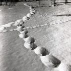Spår från en älg i töande snö, 7 april 1956.