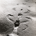 Spår efter en kråka som flugit upp från snön, 25 februari 1960.