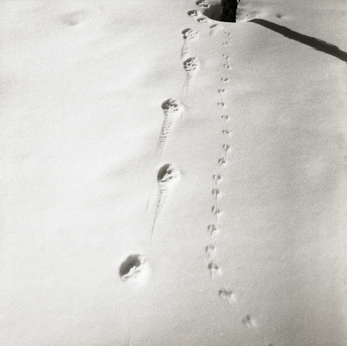 Rävspår jämte musspår i snön, 1966.