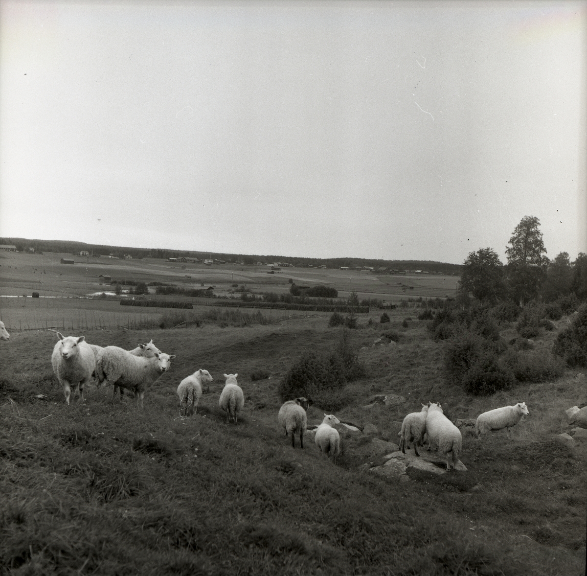 En fårhjord på betesmark.