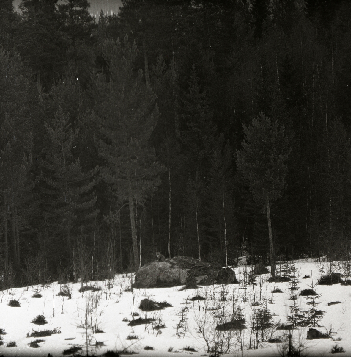 Framför en skog i Arvidsjaur sitter en fjällräv på en sten, 5 december 1959.