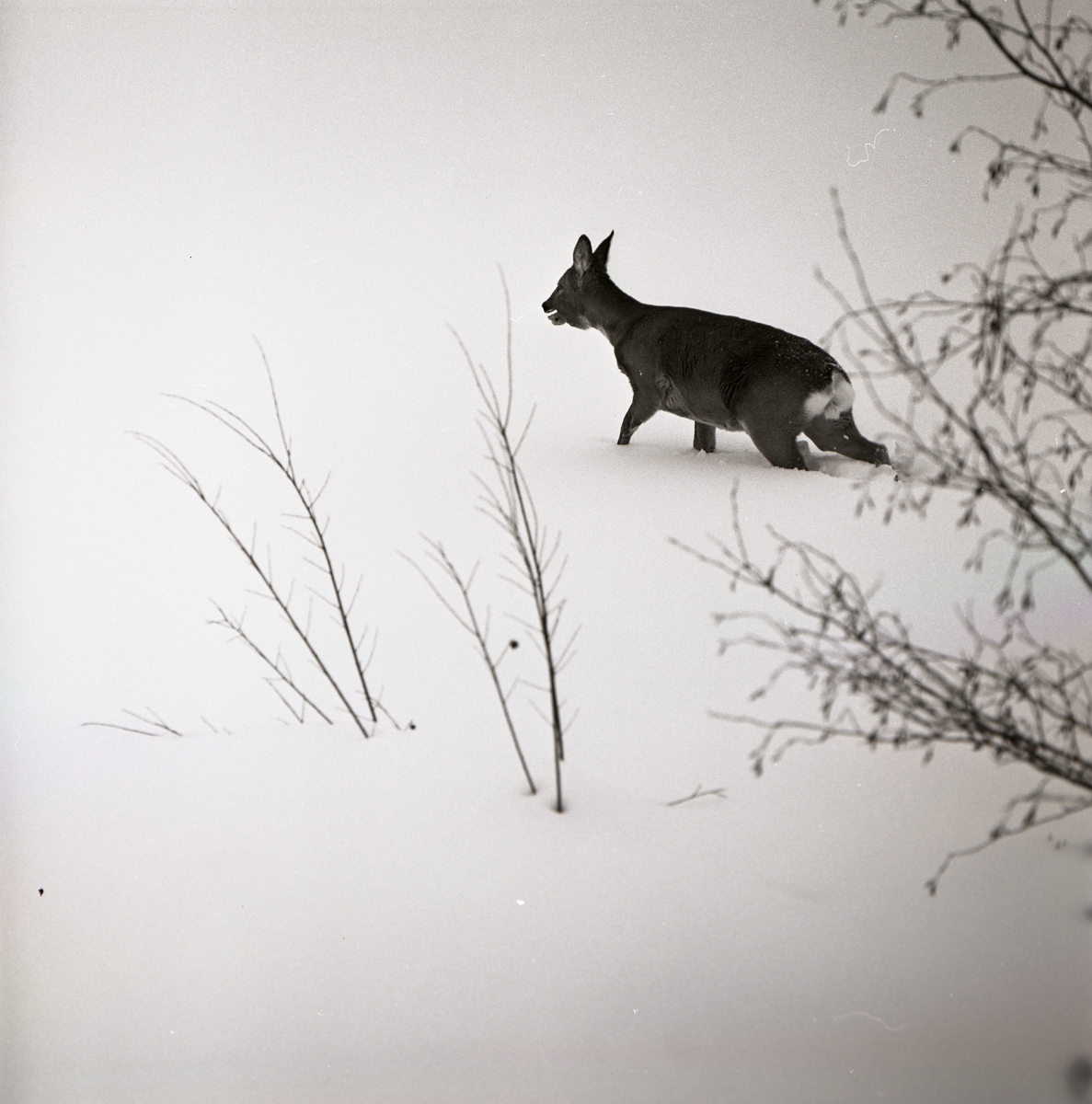 Ett rådjur vandrar i snö, 1966.
