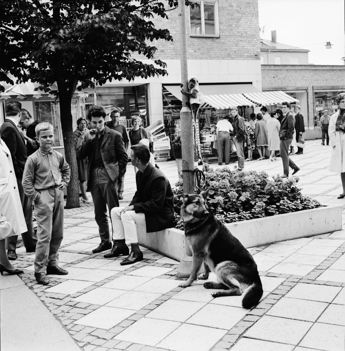 Schäfer och en apa", Uppsala 1964