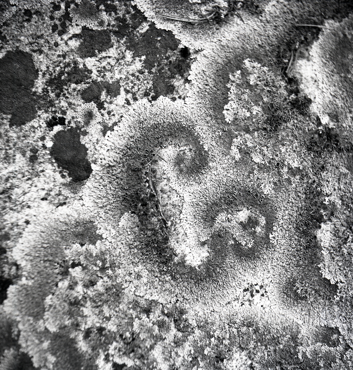 Plattlav bildar mönster på en sten, 1952.