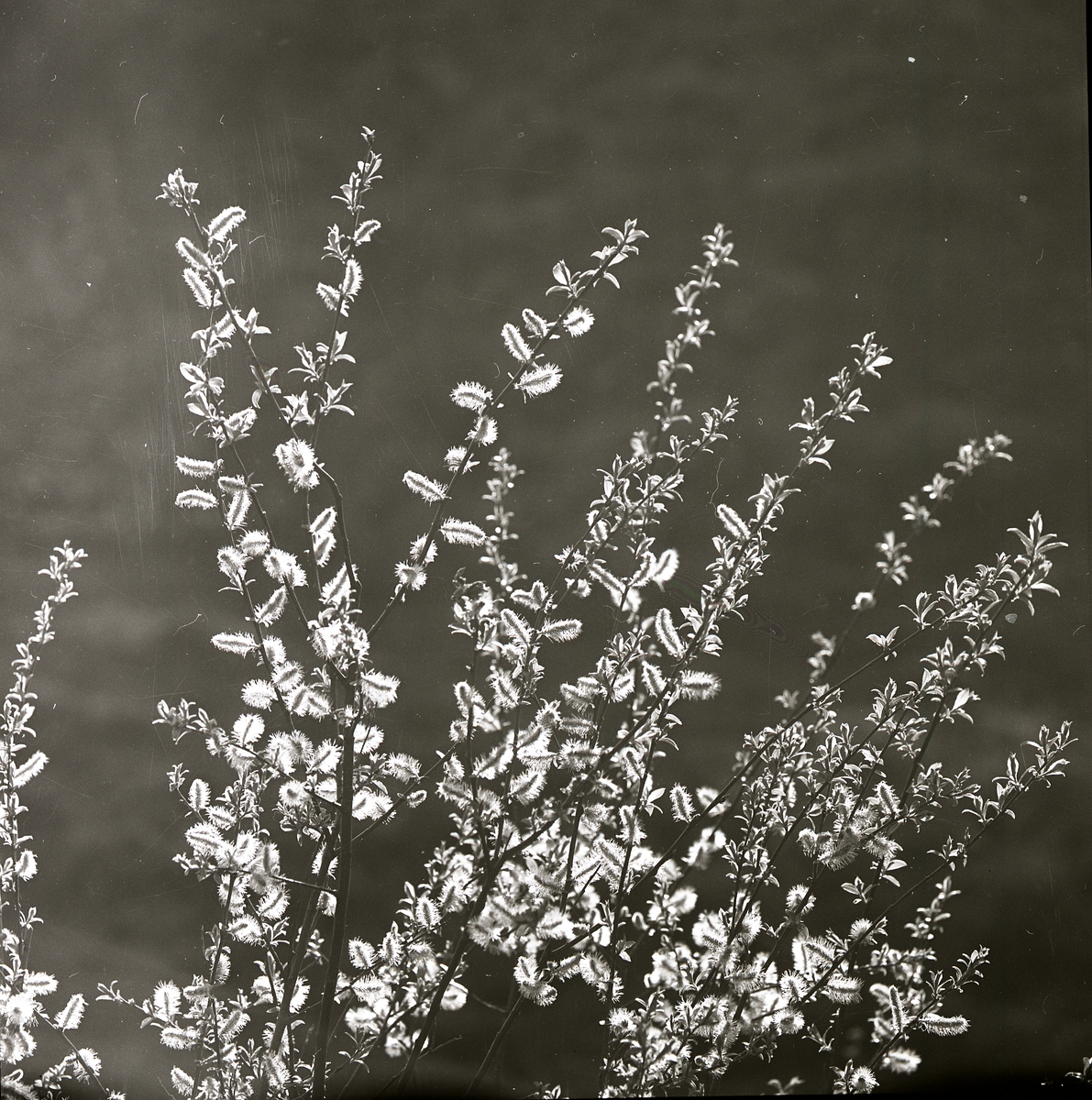 Videkvistar med blommor, våren 1964.