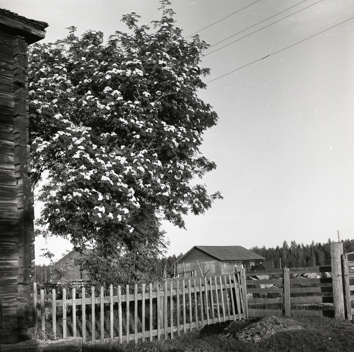 Blommande oxel vid ett staket och knuttimrad vägg, Bogården 1956.