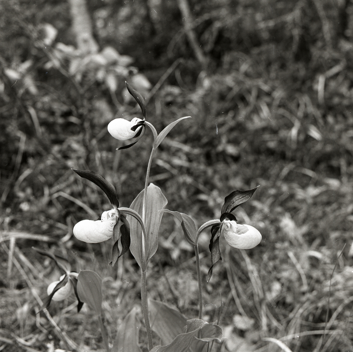 Blommande Guckosko i Rullbo, Los sommaren 1964.