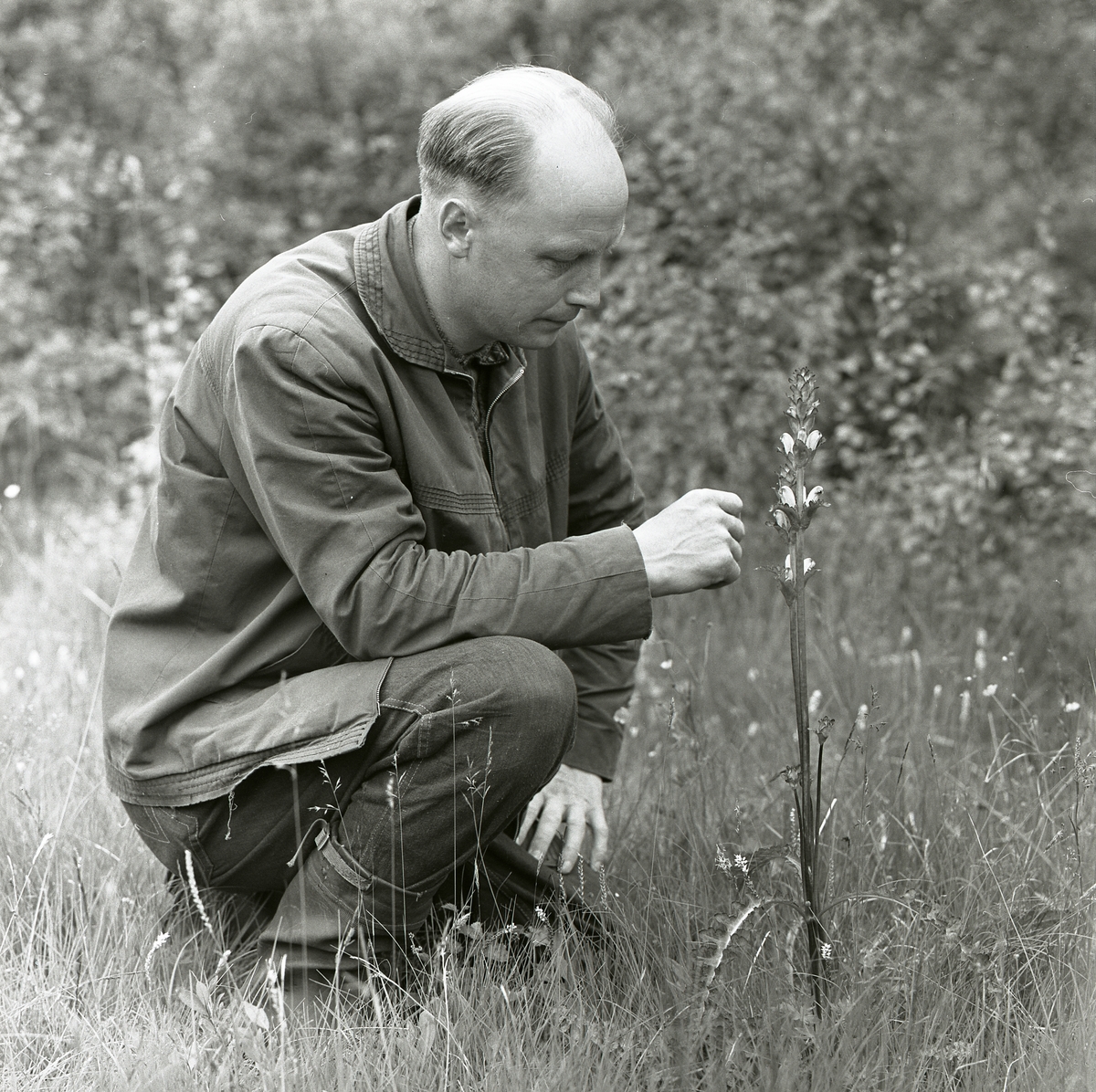 En man tittar på blomman Kung Karls spira, sommaren 1964.