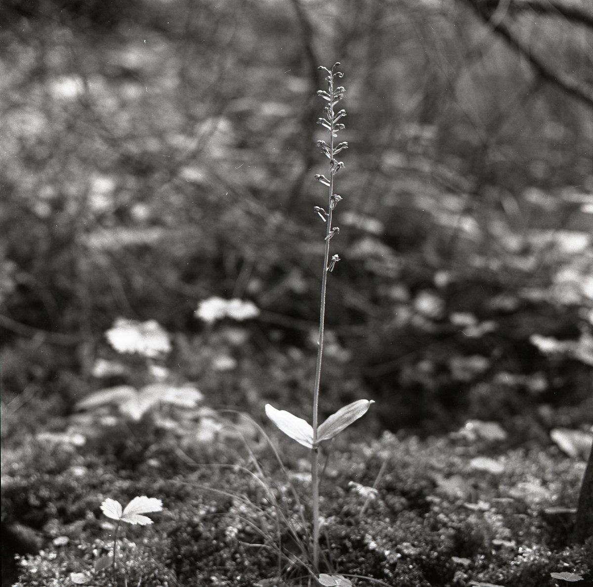En växt av arten Tvåblad, augusti 1962.