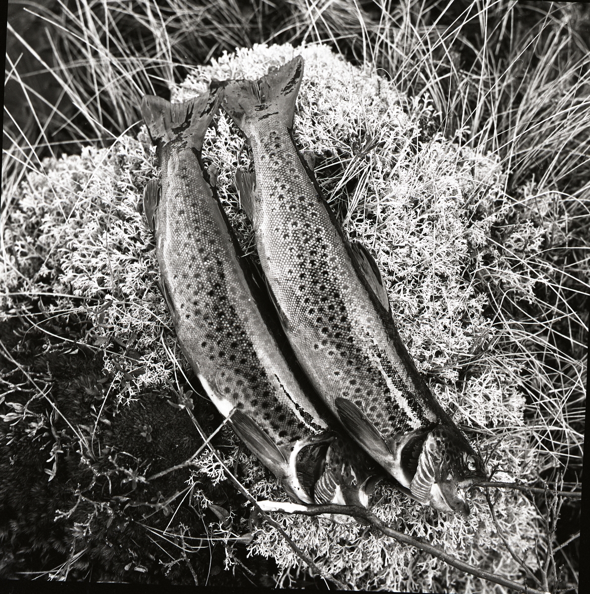 Två fiskar ligger på lav och gräs på marken. Marmafiske Öjung, 20 maj 1962.