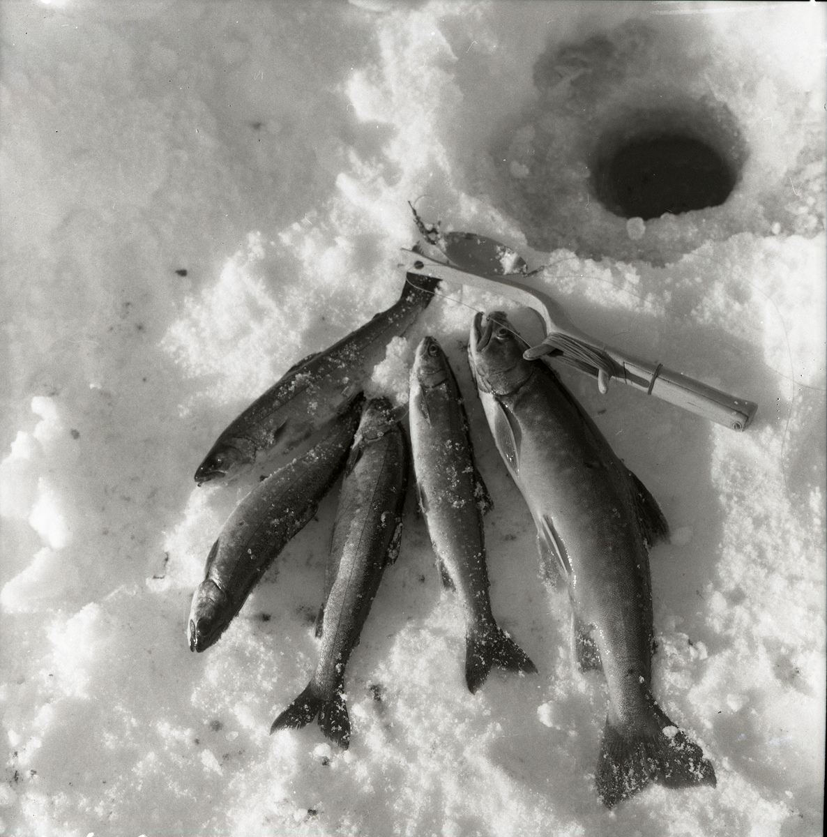 Fem stycken fiskar och ett pimpelspö ligger på marken vid ett pimpelhål, 9 april 1956.