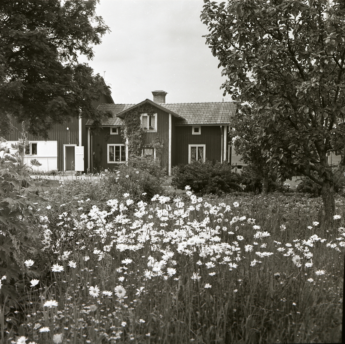 Sunnanåker med blommande trädgård, prästkragar och fruktträd, juni 1963.