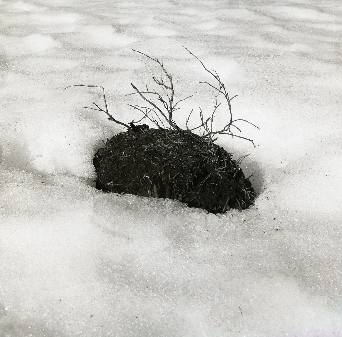 Tuva med liten buske sticker upp ur snön, 7 april 1979.