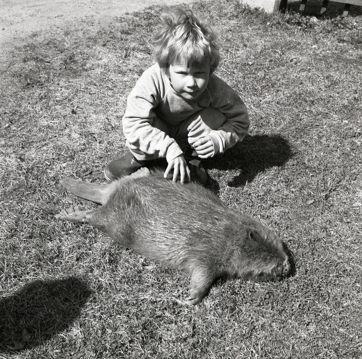 Bildödad bäver ligger i gräset. Bredvid sitter ett barn och känner på dess päls, 1 maj 1986.