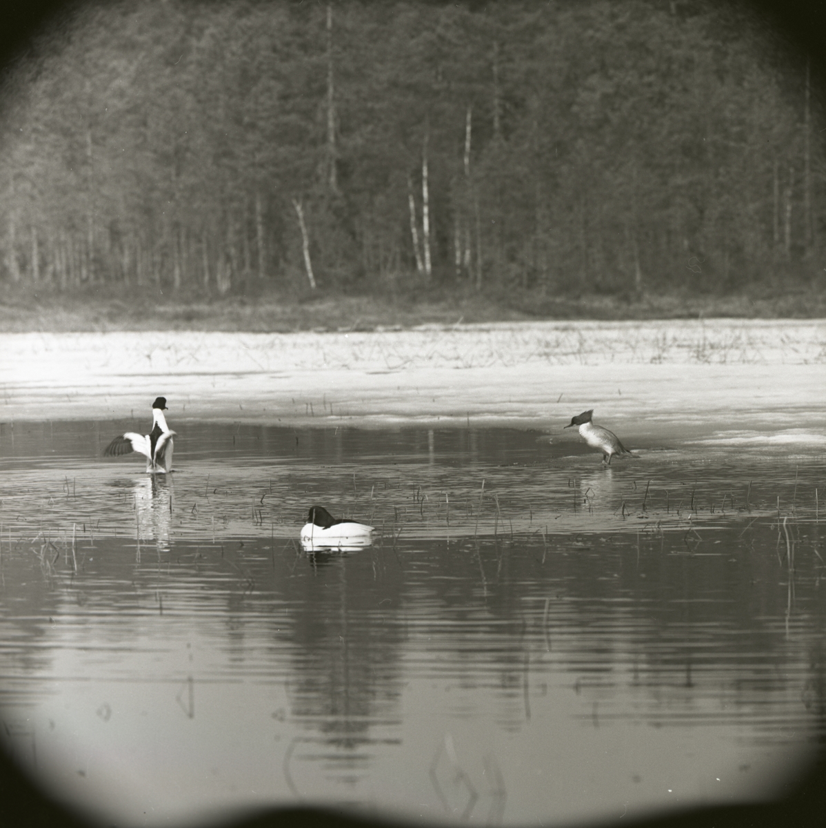 Tre skrakar simmar i Stråsjön, april 1964.