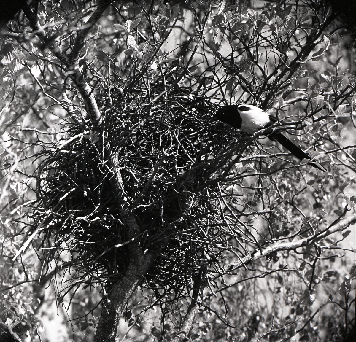 En skata sitter på en gren intill ett fågelbo i ett träd, mars 1973.