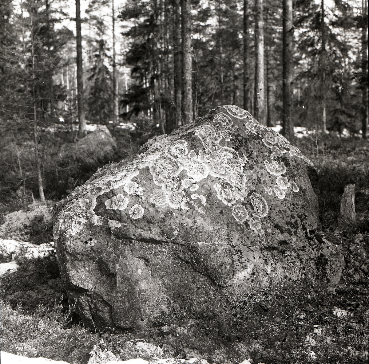 En sten täckt av rundformiga skorplavar i skogen vid Häggtjärn, april 1976.