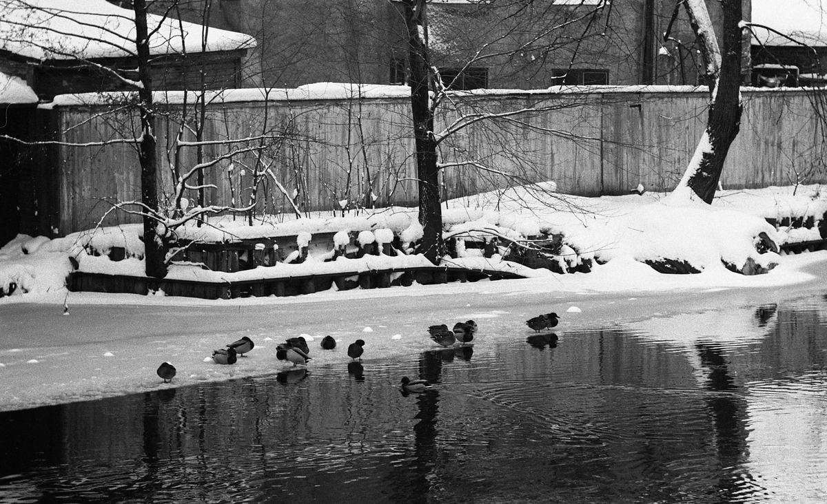 Fyrisån och bakgårdar vid Svartbäcksgatan nära Linnéträdgården, Uppsala 1962
