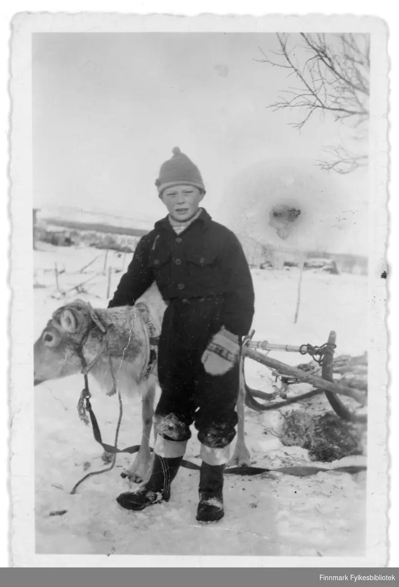 8-10 år gamle Are Ingvald Hallonen og reinsdyr og slede i Neiden rundt 1956-1958.