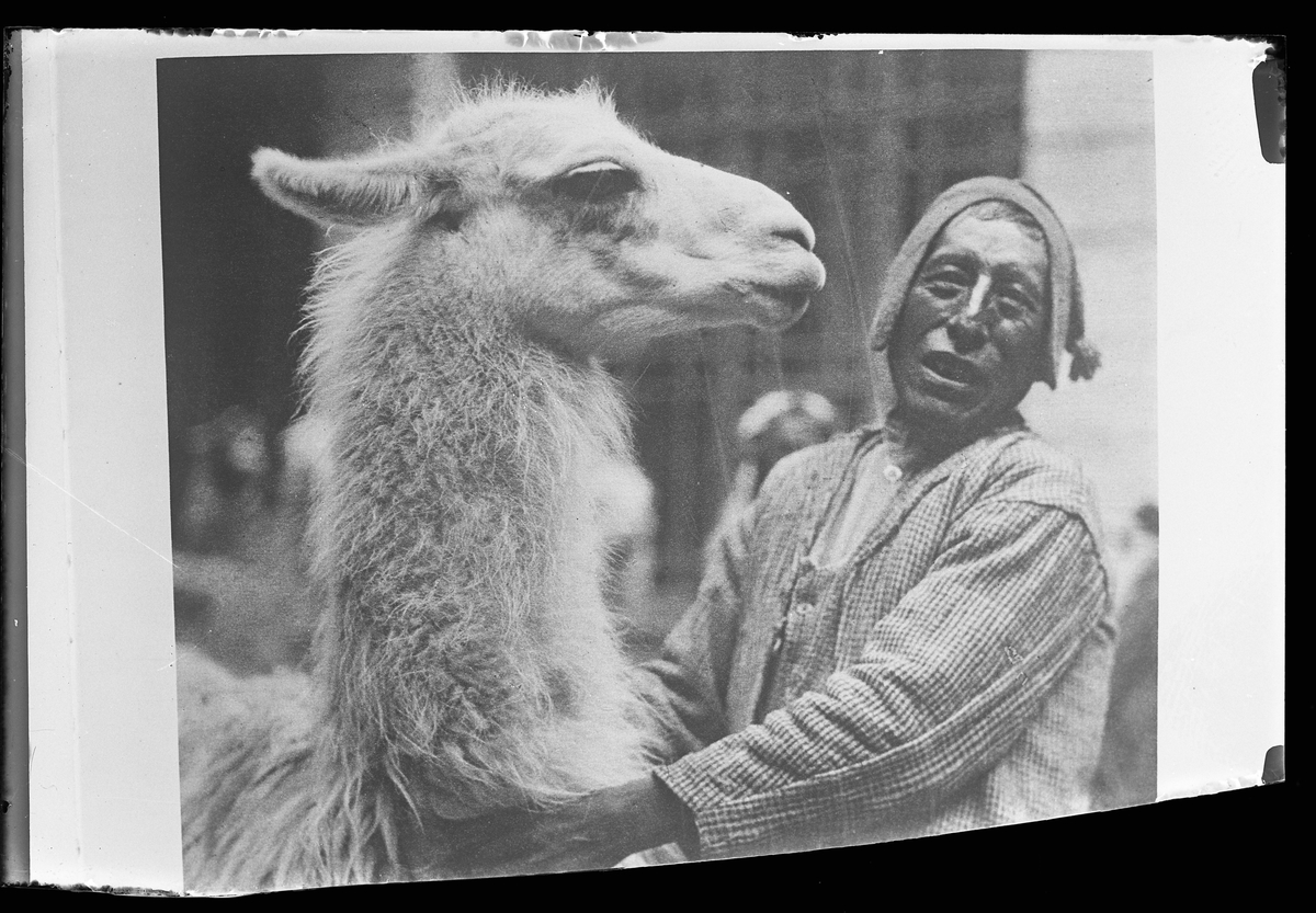 En man håller om ett lamadjur. Bilden är signerad Rob. Gerstmann och reprofotograferad av Harald Olsson. I Olssons anteckningar står det "27 rep. för Folke Olsson".