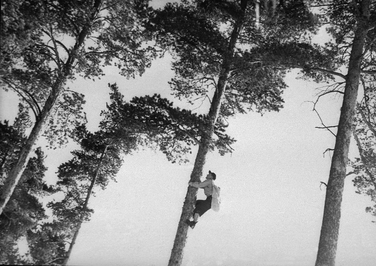 Konglesanking i furutrær (Foto/Photo)