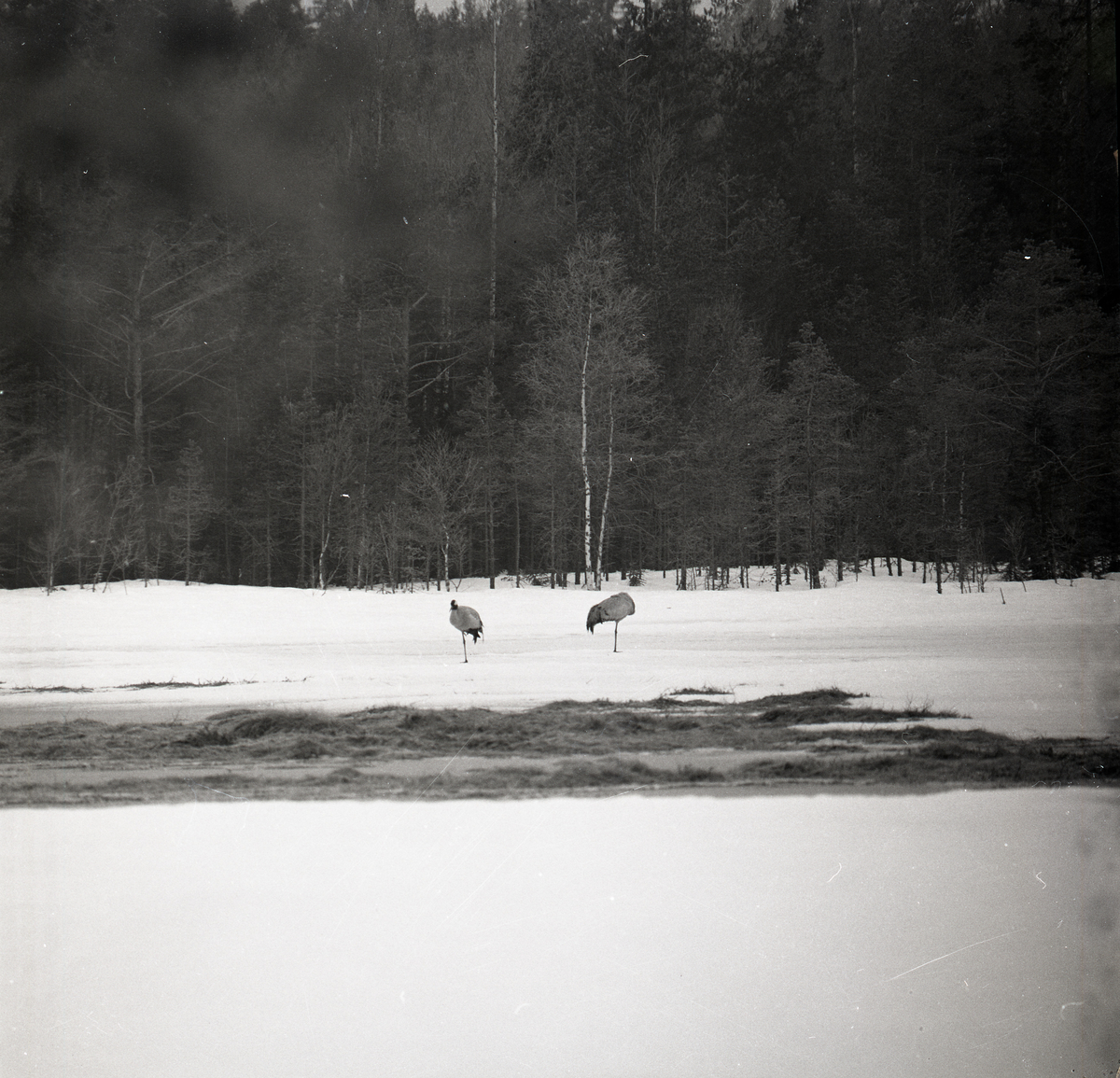Två tranor på snötäckt mark vid en skog, 19 April 1978.