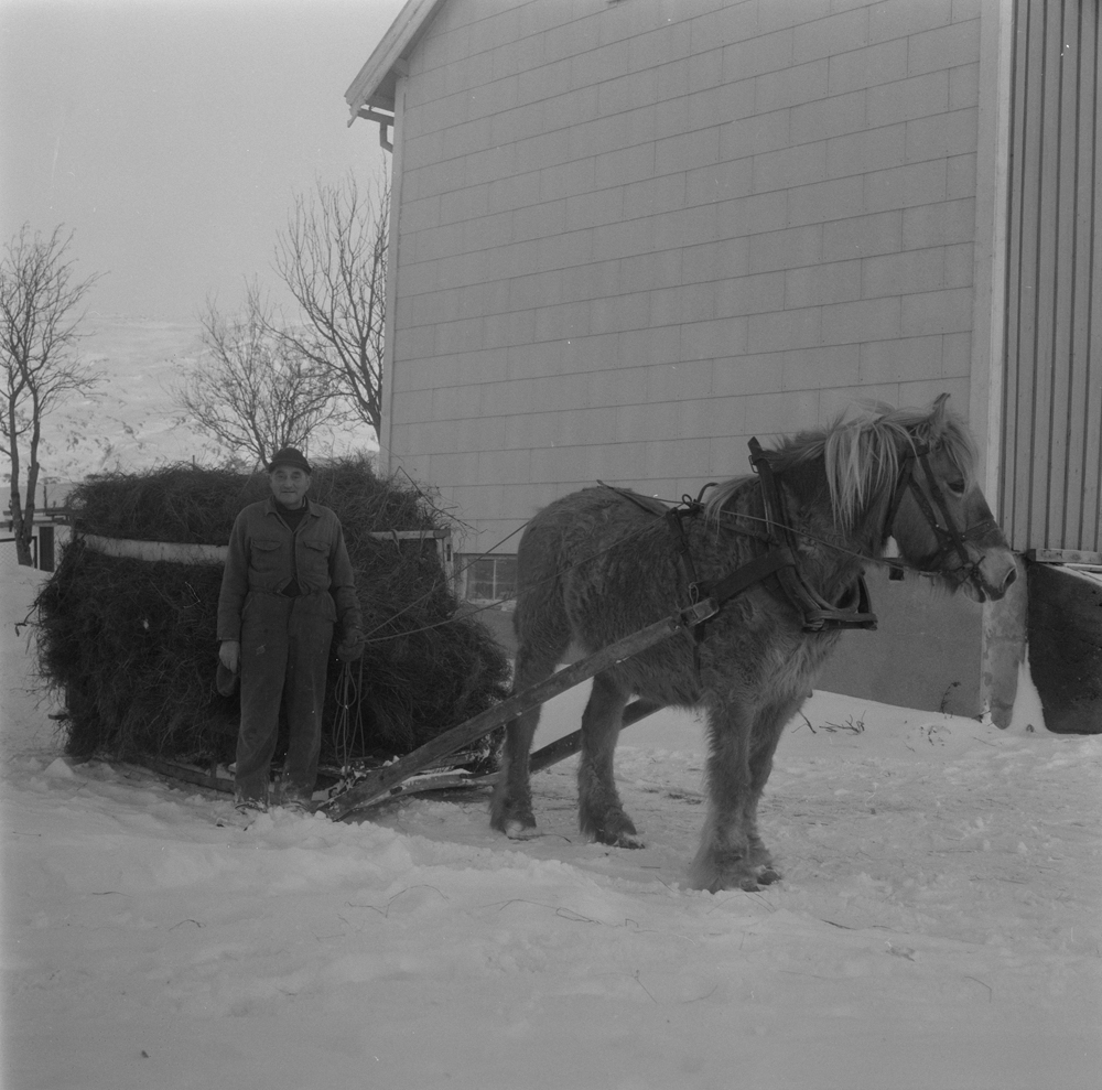 Bardal. Høykjøring vinterstid med hest og slede. Erling Breimo med en av de tre siste hestene i Bardal.