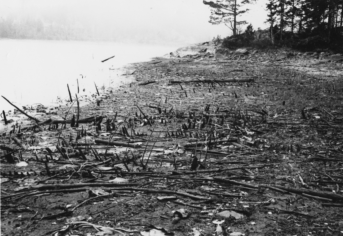 Katsa som blivit synlig i och med lågvatten på gården Sandvik vid Ömmern 3 november 1951.