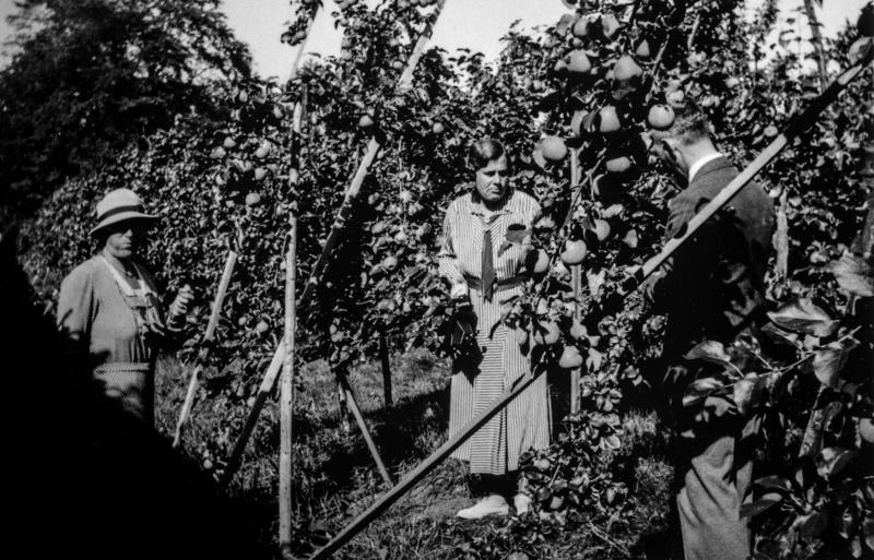 Svart-hvitt foto av tre personer som høster epler i eplehagen på Atlungstad i Stange.