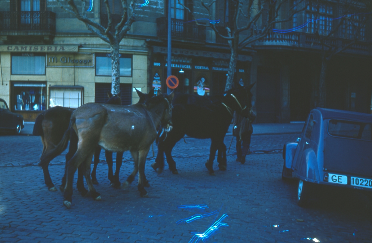 Hästar på stadsgata